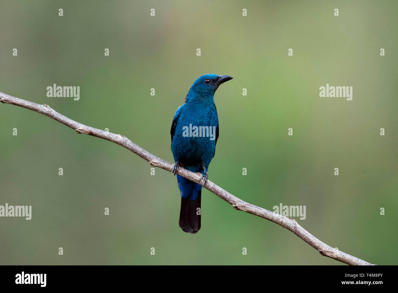 Asiatische Märchen Bluebird, Irena puella, weiblich, Nilgiri Berge, Western Ghats, Tamil Nadu, Indien. Stockfoto