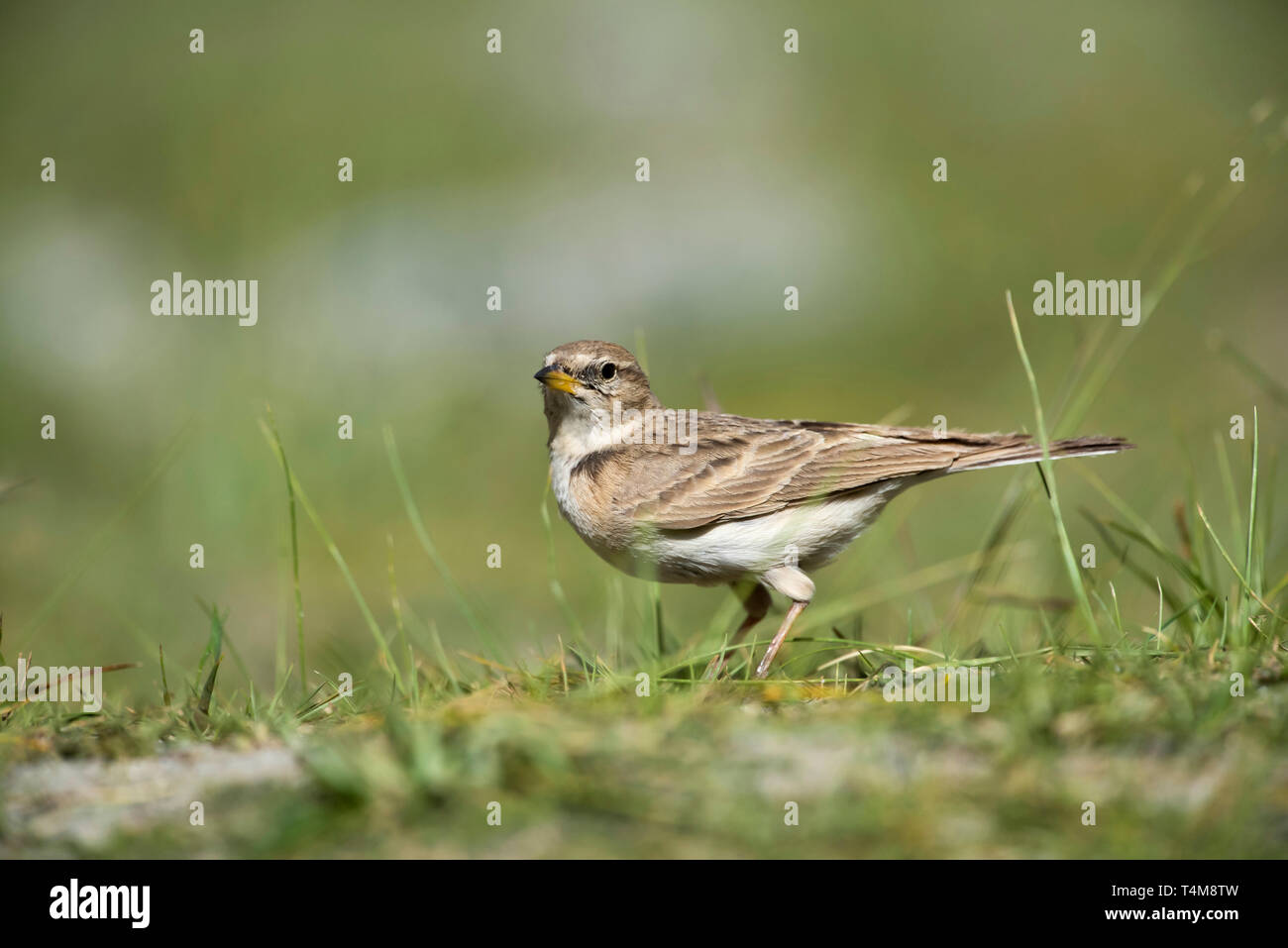 Humes kurze toed Lerche, Calandrella acutirostris, Ladakh, Jammu und Kaschmir, Indien. Stockfoto