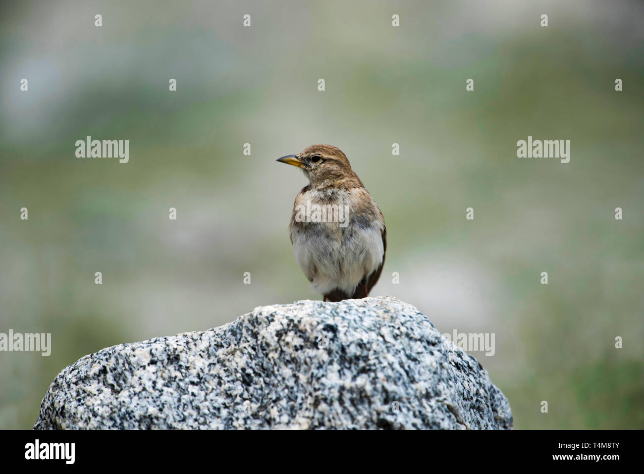 Humes kurze toed Lerche, Calandrella acutirostris, Ladakh, Jammu und Kaschmir, Indien. Stockfoto