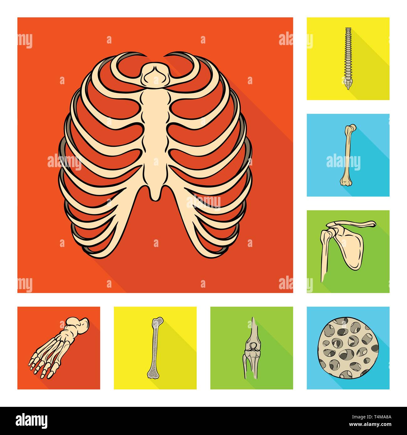 Rippe, Wirbelsäule, Femur, Fuß, Fibre, Cage, Chiropraktik, gebrochen ...