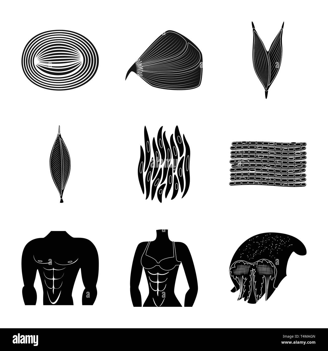 Vector Illustration des menschlichen Körper und Symbol. Sammlung von ...
