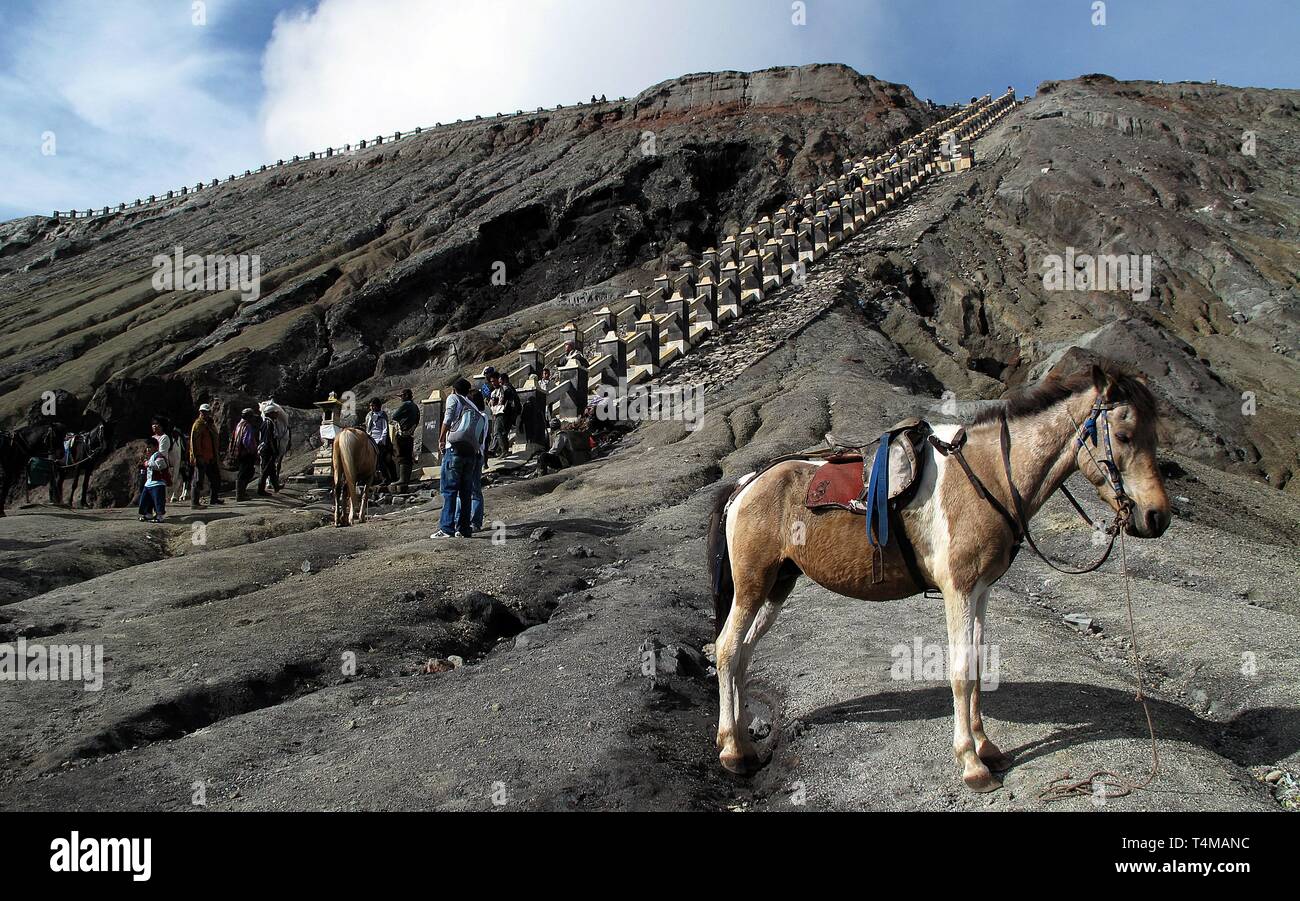 Ein Pferd in der Nähe von Mund Bromo, ein aktiver Vulkan und Teil des Tengger massiv, in Ostjava, Indonesien. Auf 2.329 m (7,641 ft). Stockfoto