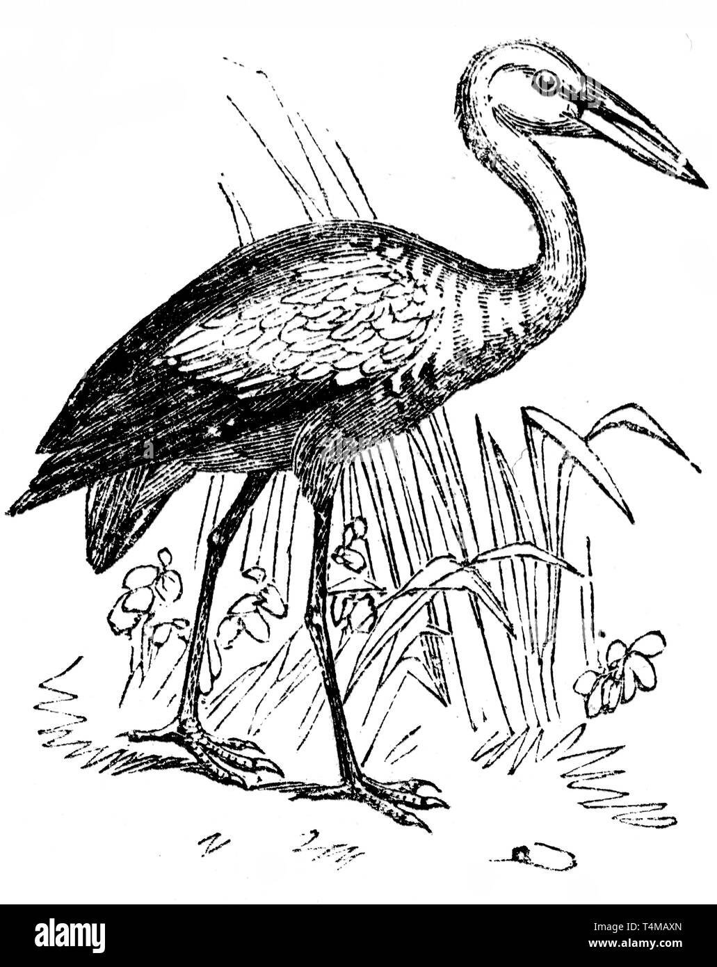 Holz graviert Illustration, von der "Schatzkammer der Natur" von Samuel Maunder, veröffentlicht 1848 Stockfoto