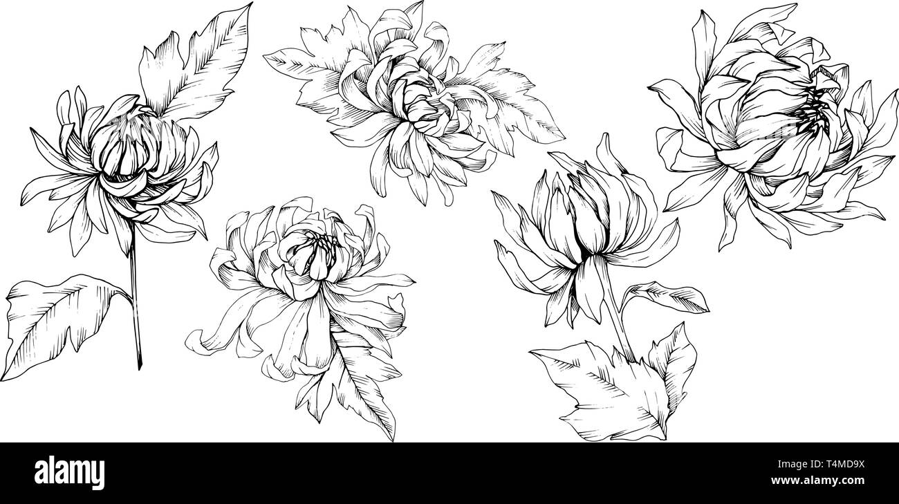 Vektor Chrysantheme floral botanischen Blumen. Schwarz und weiß eingraviert Tinte Art isoliert Blume Illustration Element. Stock Vektor