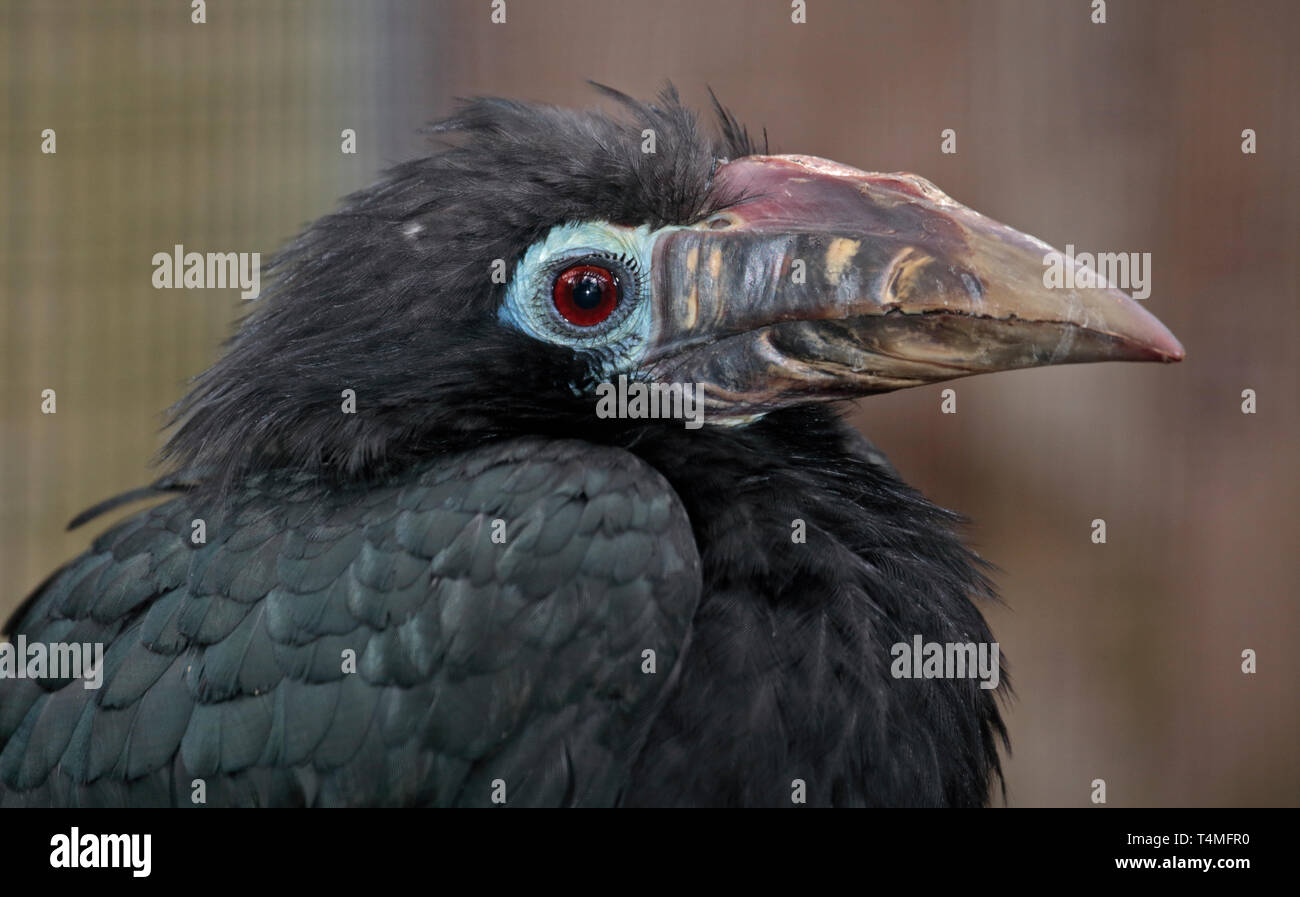 Visayan Tarictic Hornbill (Penelopides Panini) weiblich Stockfoto