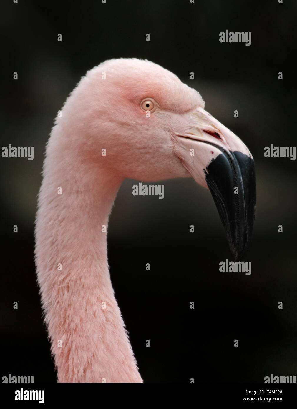 Chilenische Flamingo (Phoenicopterus Chilensis) Stockfoto