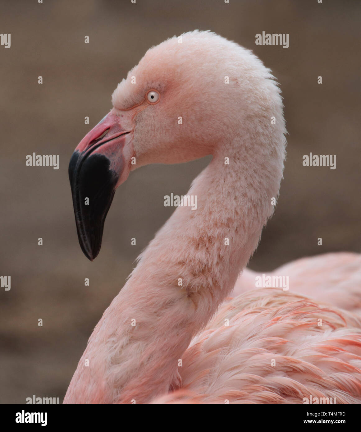 Chilenische Flamingo (Phoenicopterus Chilensis) Stockfoto