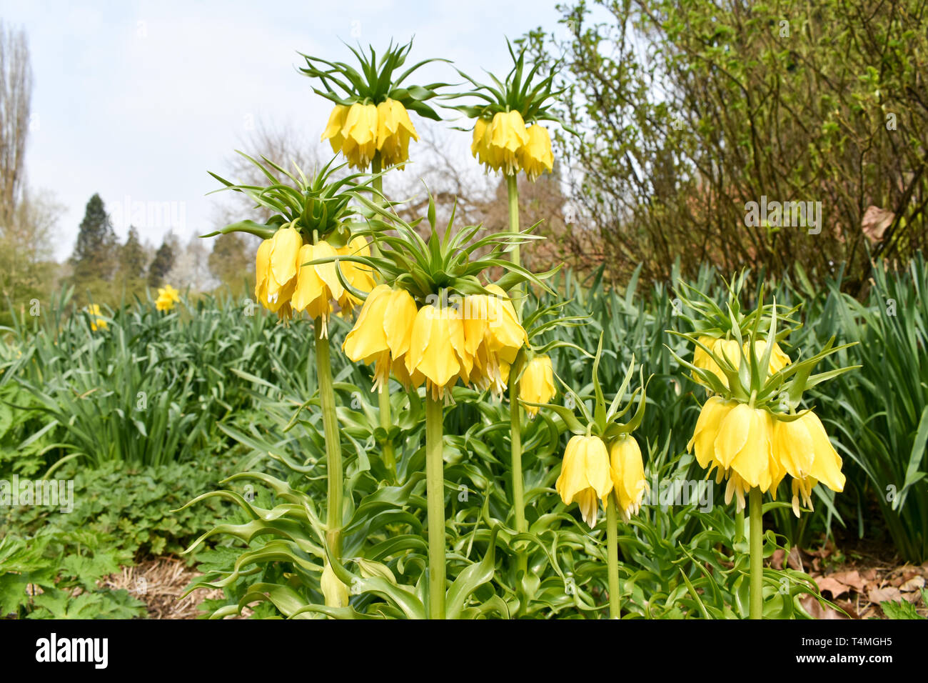 Gelbe Kaiserkrone im Sonnenschein. Stockfoto
