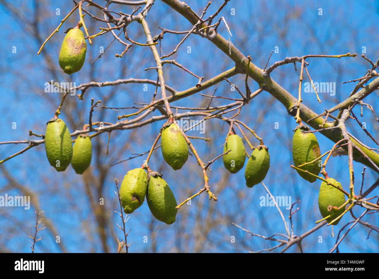 Baobab Früchten an den Ästen Stockfoto