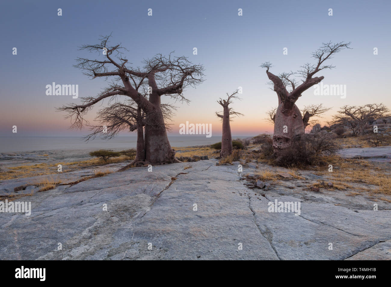 Baobab Bäumen vor Sonnenaufgang Stockfoto