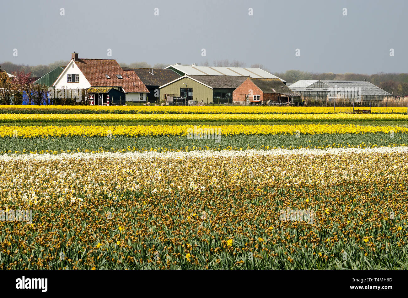 Noordwijkerhout, Niederlande, April 15, 2019: Tulpenfeld in den Farben Gelb, Weiß und Grün mit Bauernhäusern und andere landwirtschaftliche Gebäude in Th Stockfoto