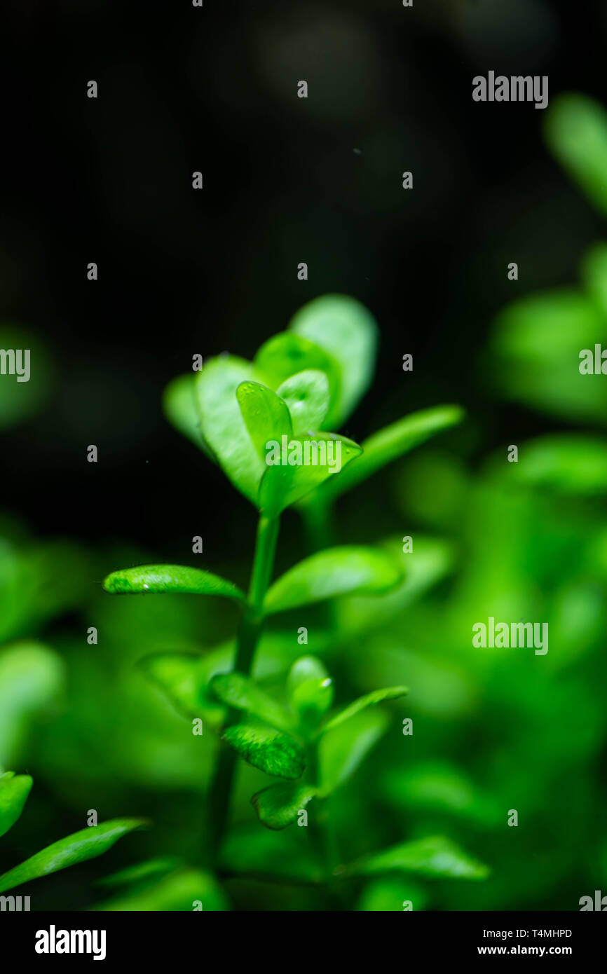 Fragment der Süßwasser-Aquarium Pflanze Hedyotis salzmannii, Natur Hintergrund Stockfoto