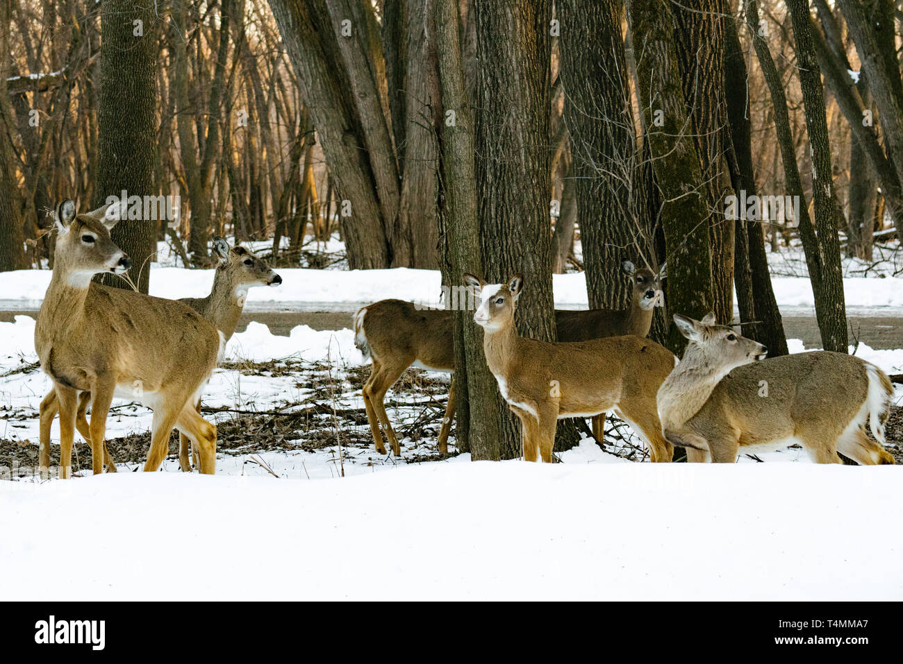 Eine Gruppe von Weißwedelhirsche, einschließlich einer piebald, stand im Schnee Stockfoto