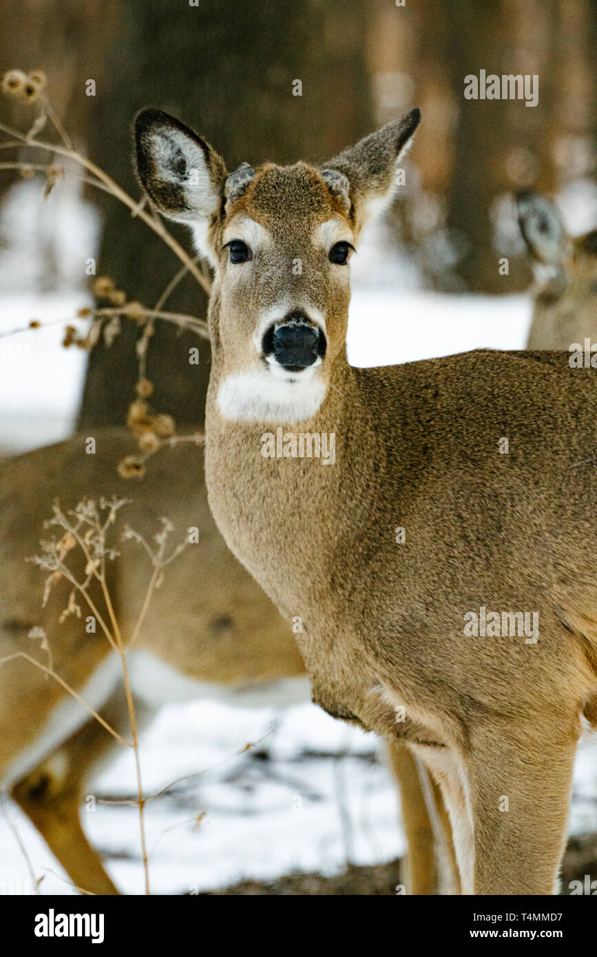 Ein männlicher Weißwedelhirsche buck schaut direkt in die Kamera Stockfoto