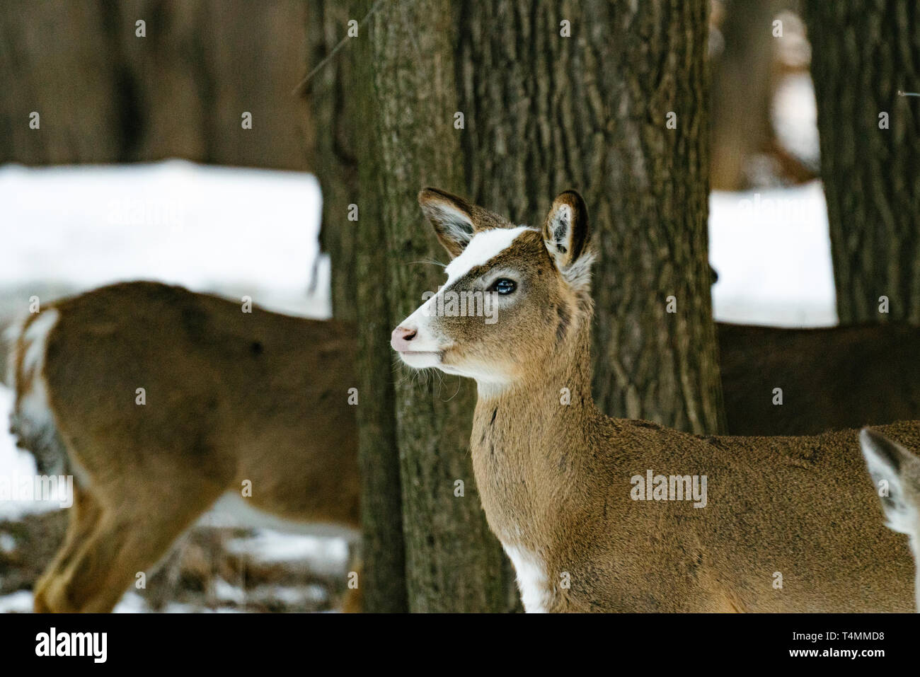 Seite Porträt eines teilweise leucistic piebald White-tailed deer Stockfoto