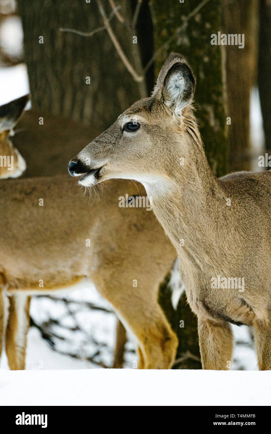 Seitenansicht eines Weißwedelhirsche doe Stockfoto