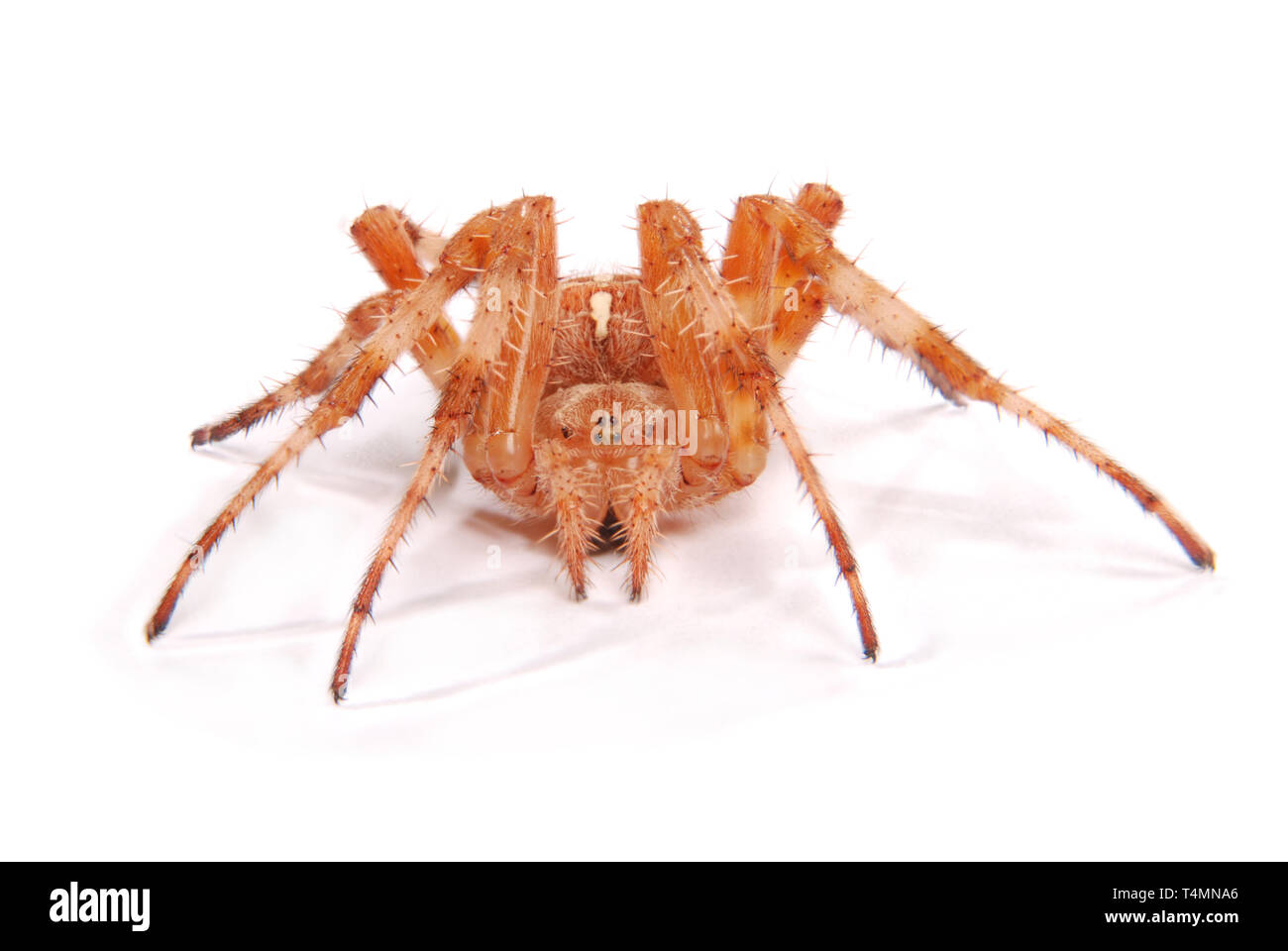 Weibliche Spinne Kreuzritter (Araneus Diadematus) isoliert auf weiss. Close-up Stockfoto