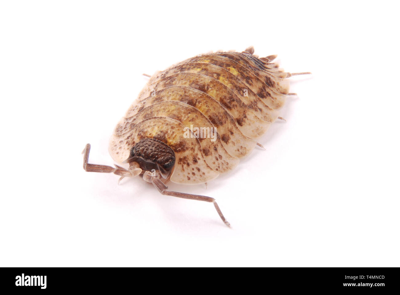 Nahaufnahme von einem gemeinsamen Asseln (Porcellio Scaber) von der Vorderseite isoliert auf weißem Hintergrund mit weichen Schatten Stockfoto