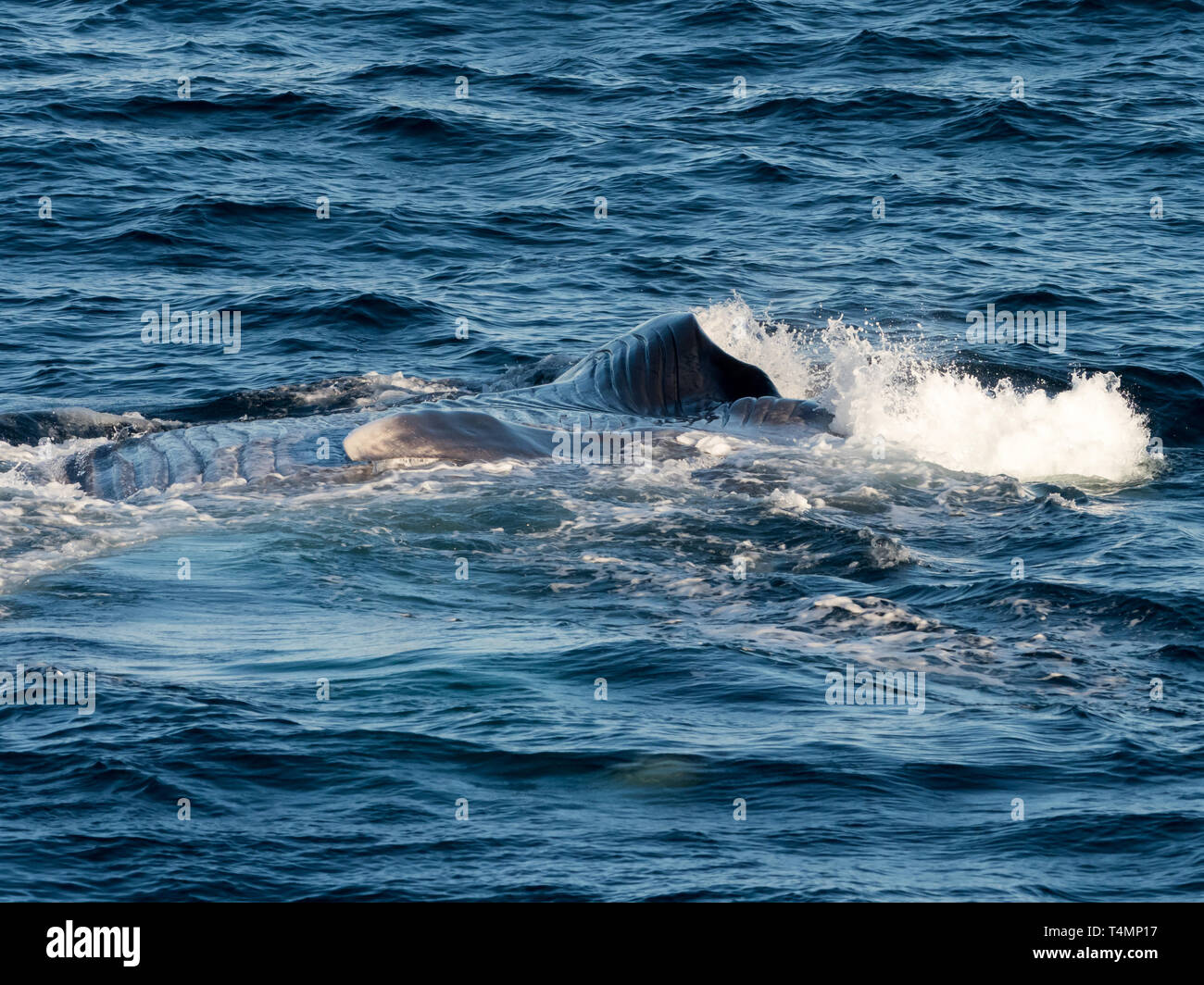Blauwal, Balaenoptera musculus, ausfallschritt Fütterung in den Pazifischen Ozean an der Westküste der Baja California, Mexiko Stockfoto