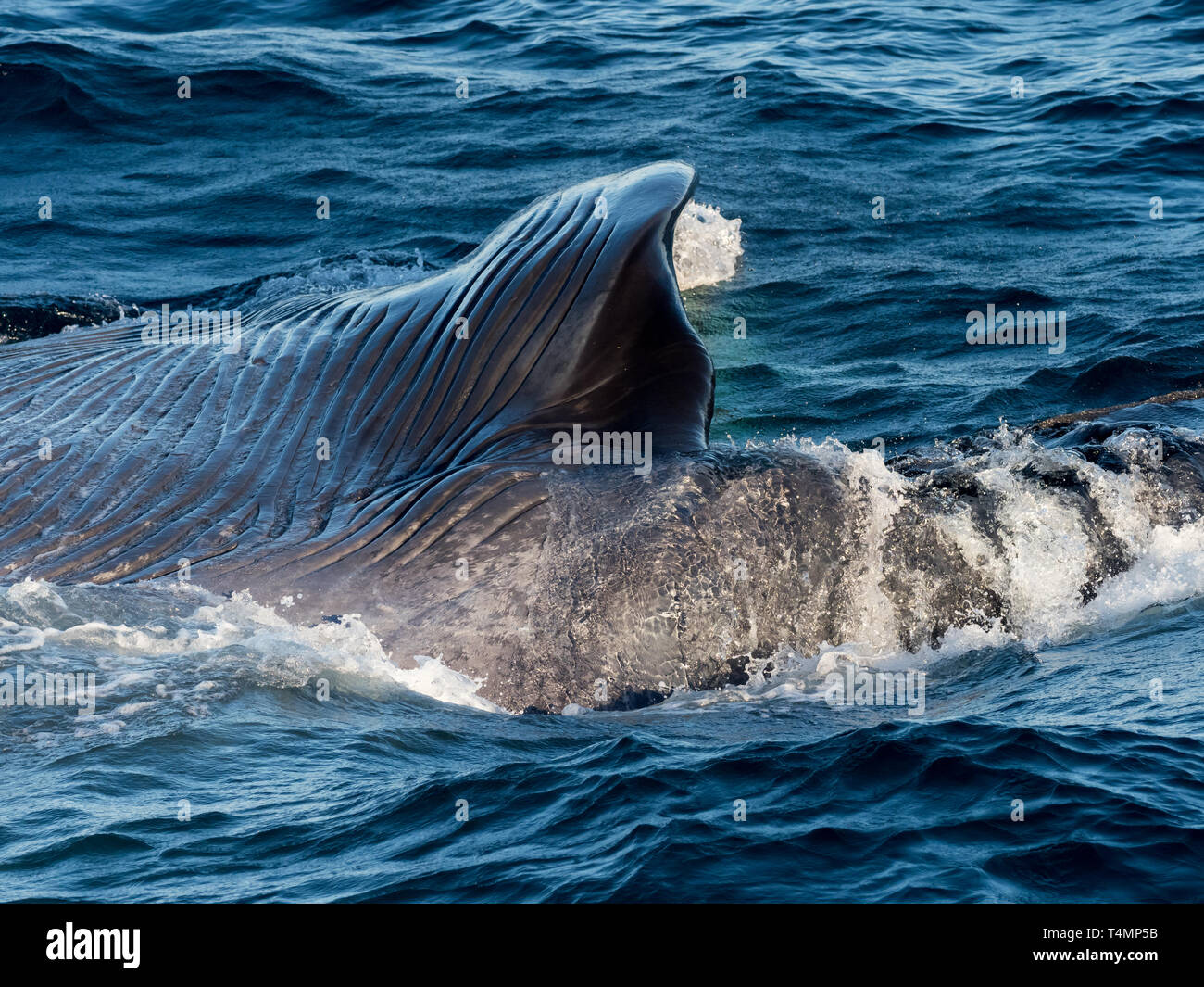 Blauwal, Balaenoptera musculus, ausfallschritt Fütterung in den Pazifischen Ozean an der Westküste der Baja California, Mexiko Stockfoto