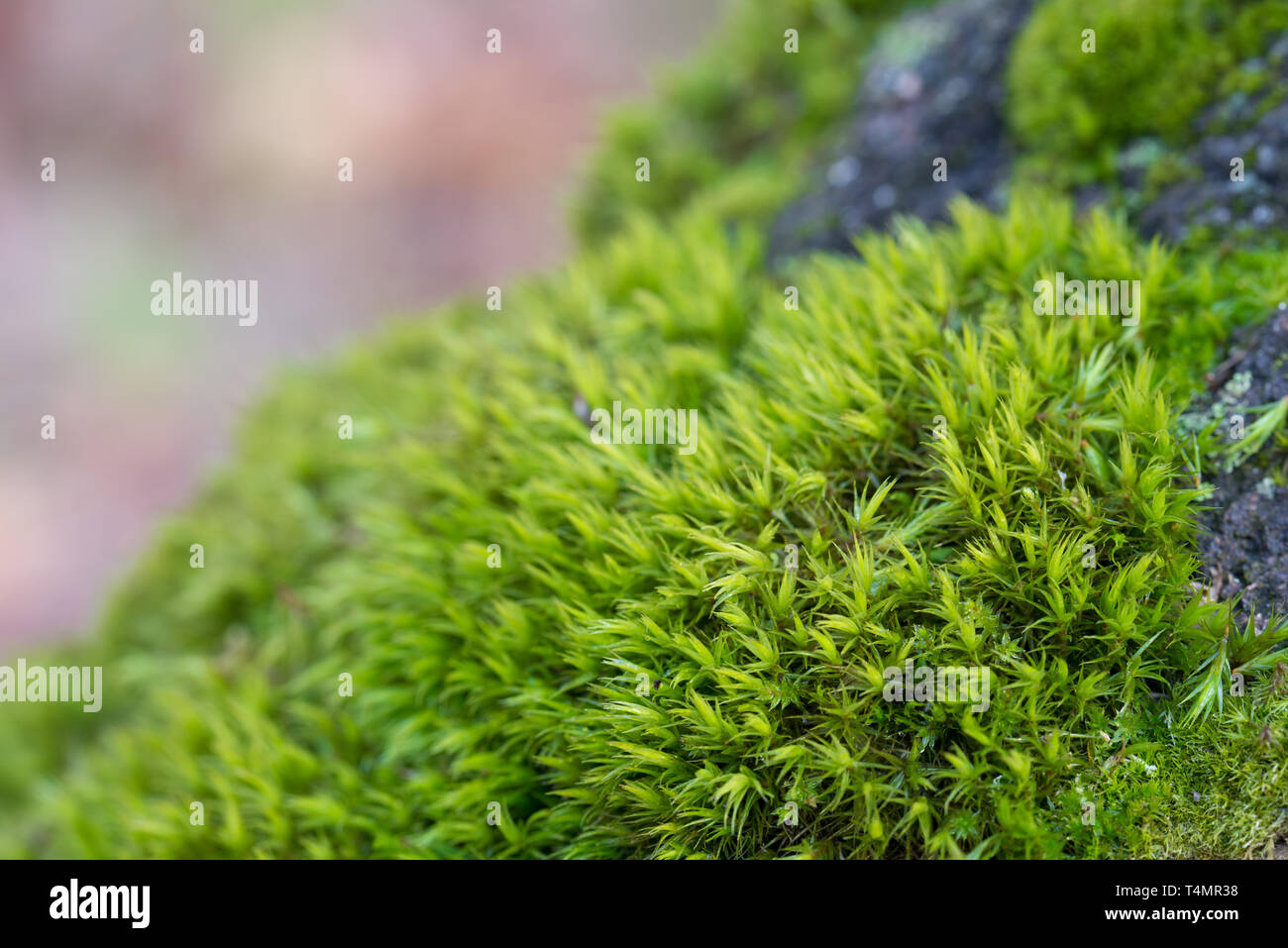 Green Moss Hintergrund am Baumstamm Makro selektiven Fokus Stockfoto