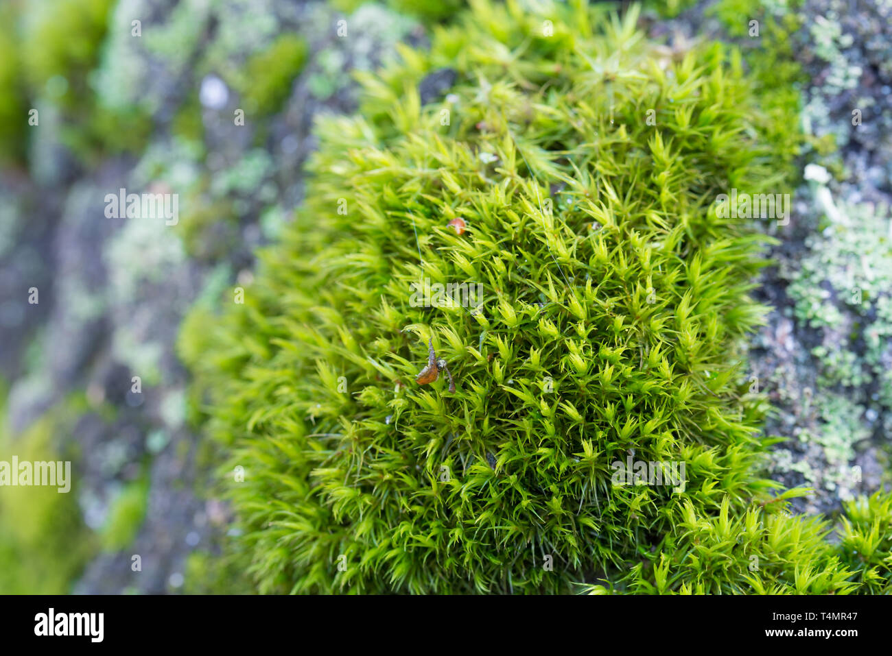 Green Moss Hintergrund am Baumstamm Makro selektiven Fokus Stockfoto