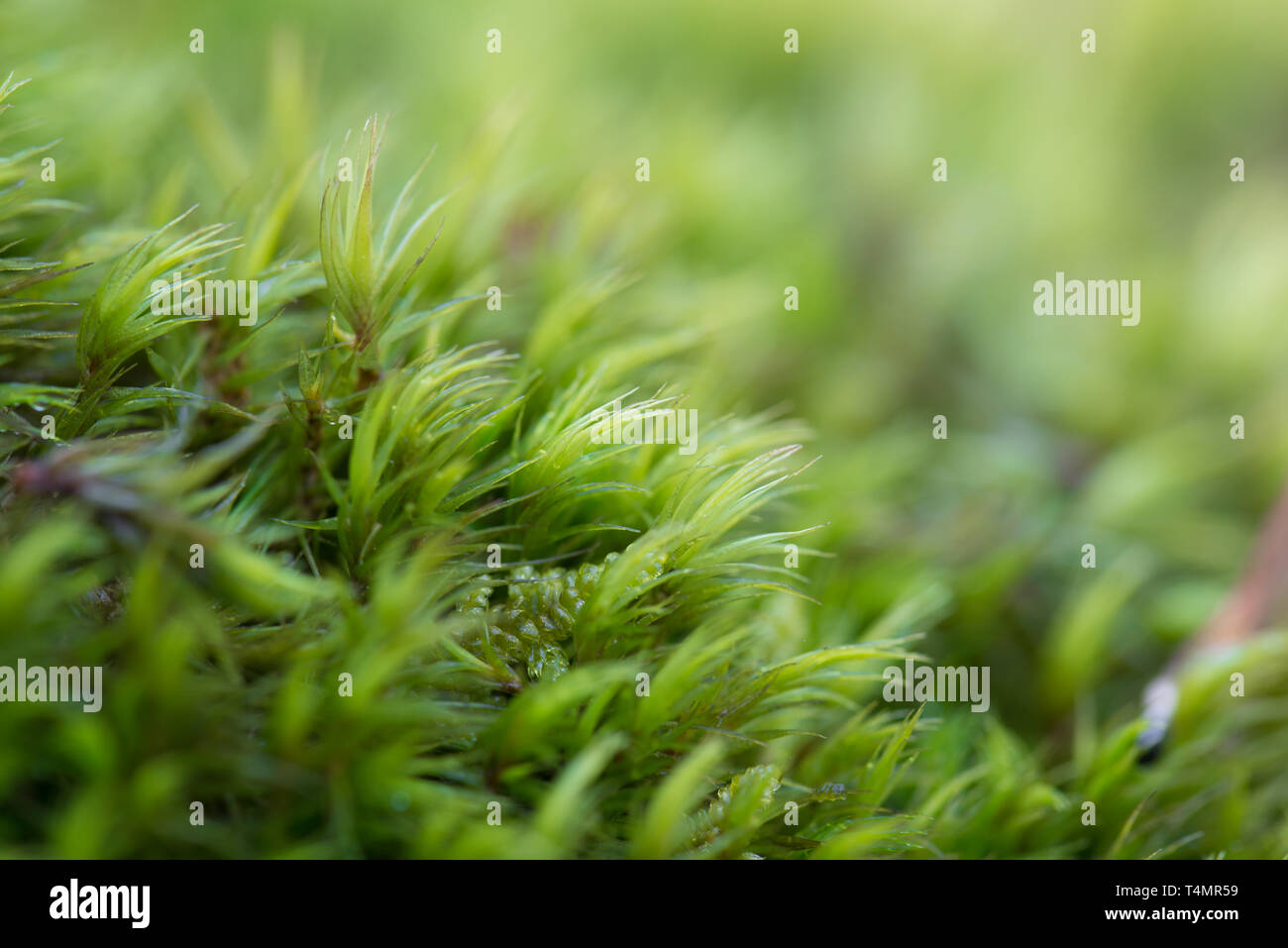 Green Moss Hintergrund am Baumstamm Makro selektiven Fokus Stockfoto