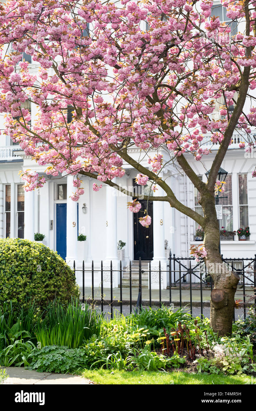 Prunus. Japanische Kirsche baum Blüten im Frühling. Kensington Gate, South Kensington, London. Großbritannien Stockfoto