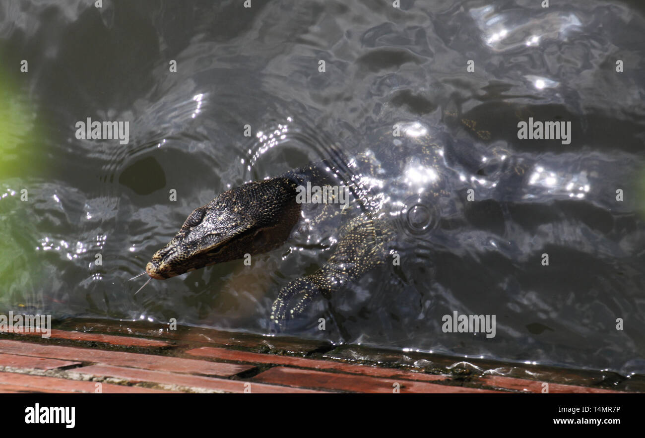 Nahaufnahme des asiatischen Wasser Waran (Varanus Salvator) Schwimmen in Bangkok river Übersicht aufgeteilte Zunge, Thailand Stockfoto