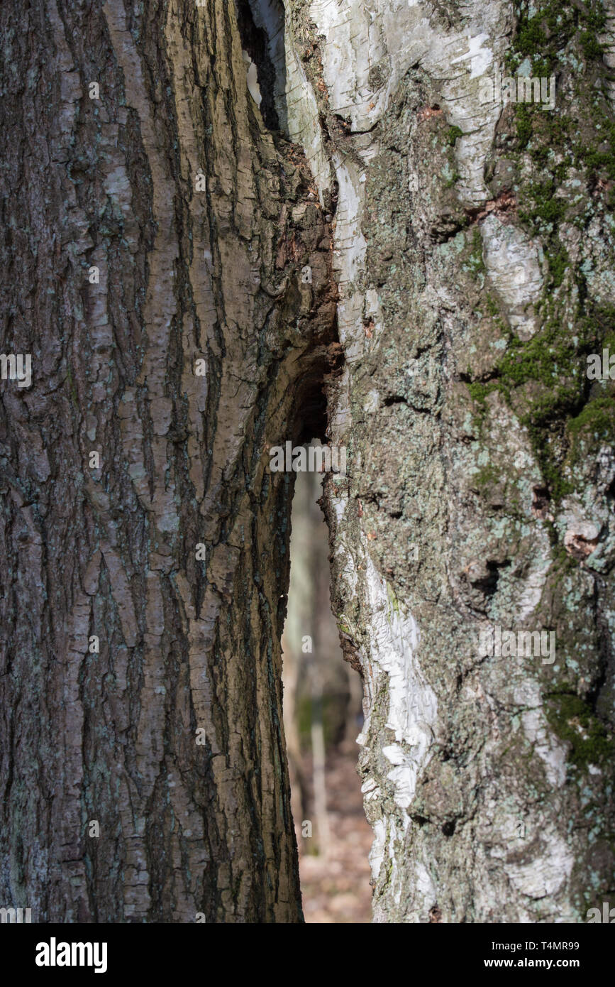 Zwei Bäume Eiche und Birke zusammen closeup gewachsen Stockfoto