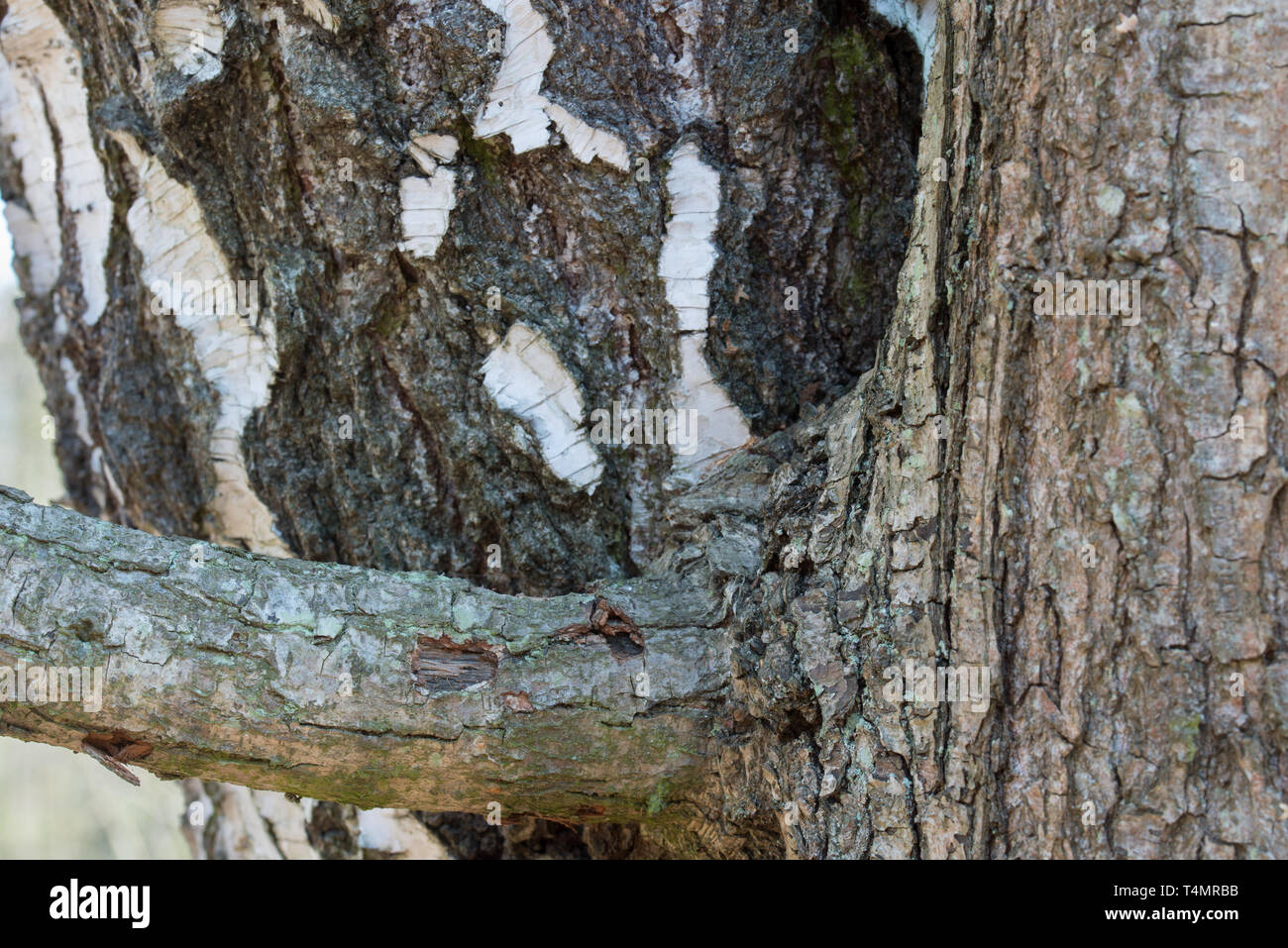 Zwei Bäume Eiche und Birke zusammen closeup gewachsen Stockfoto