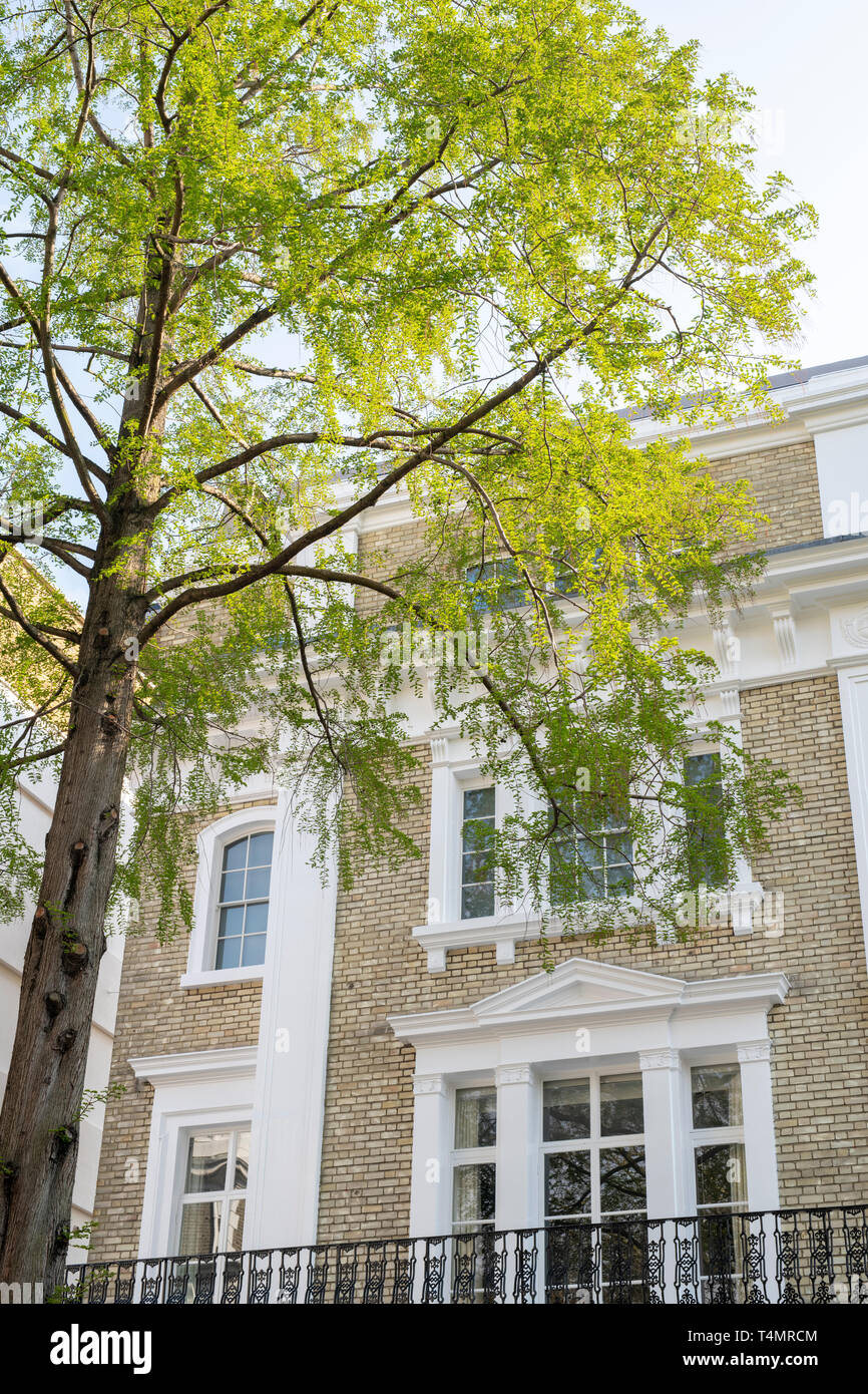 Onslow square Haus und Baum im Frühling. Kensington Gate, South Kensington, London. Großbritannien Stockfoto