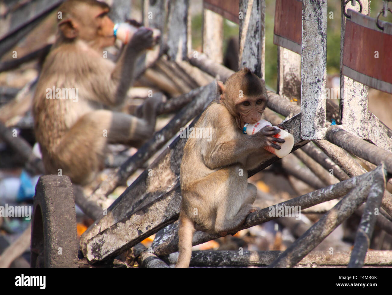 Planet der Affen - große Gruppe von Affen (Macaca fascicularis) auf einem railingat Bahnhof in Lopburi, Thailand sitzen Stockfoto