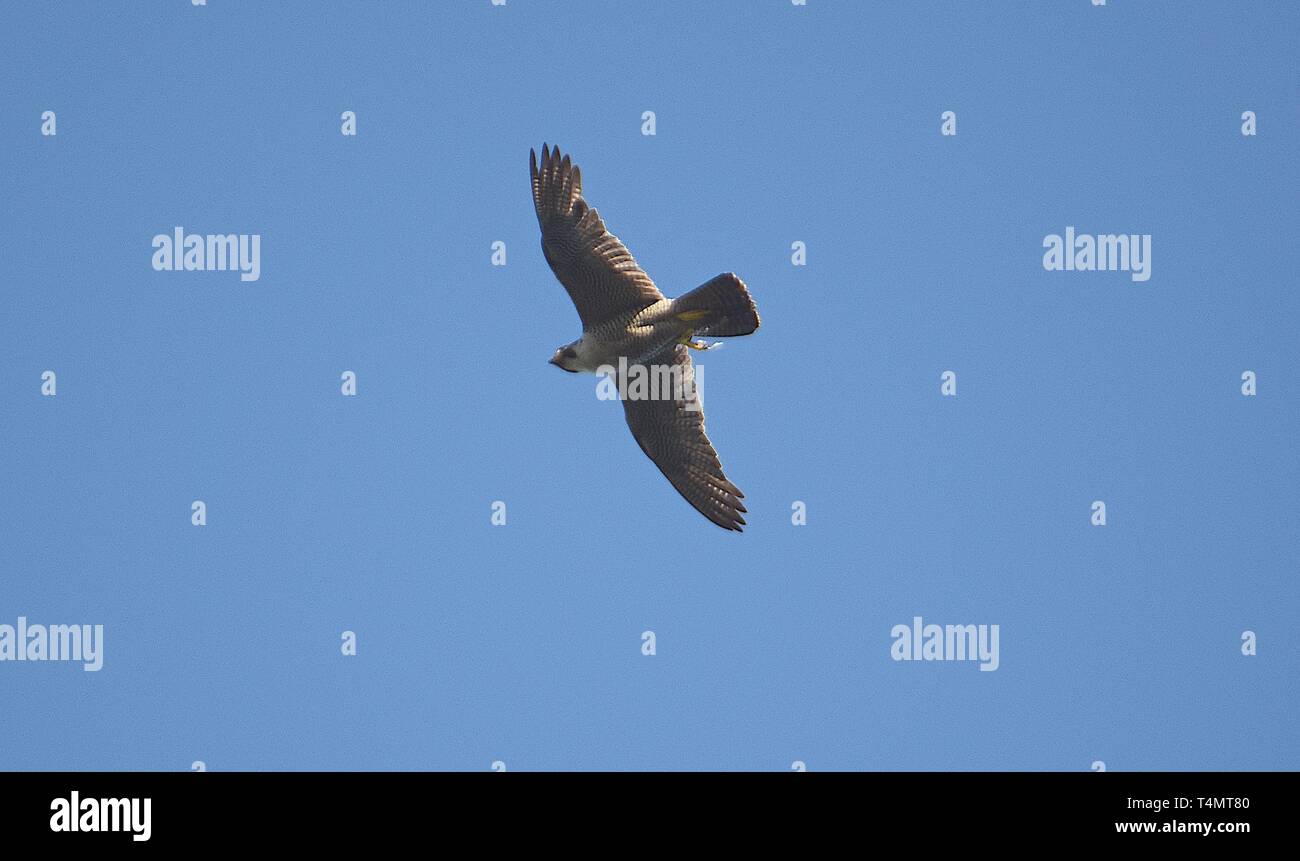 Wanderfalke im Flug 180716 Stockfoto