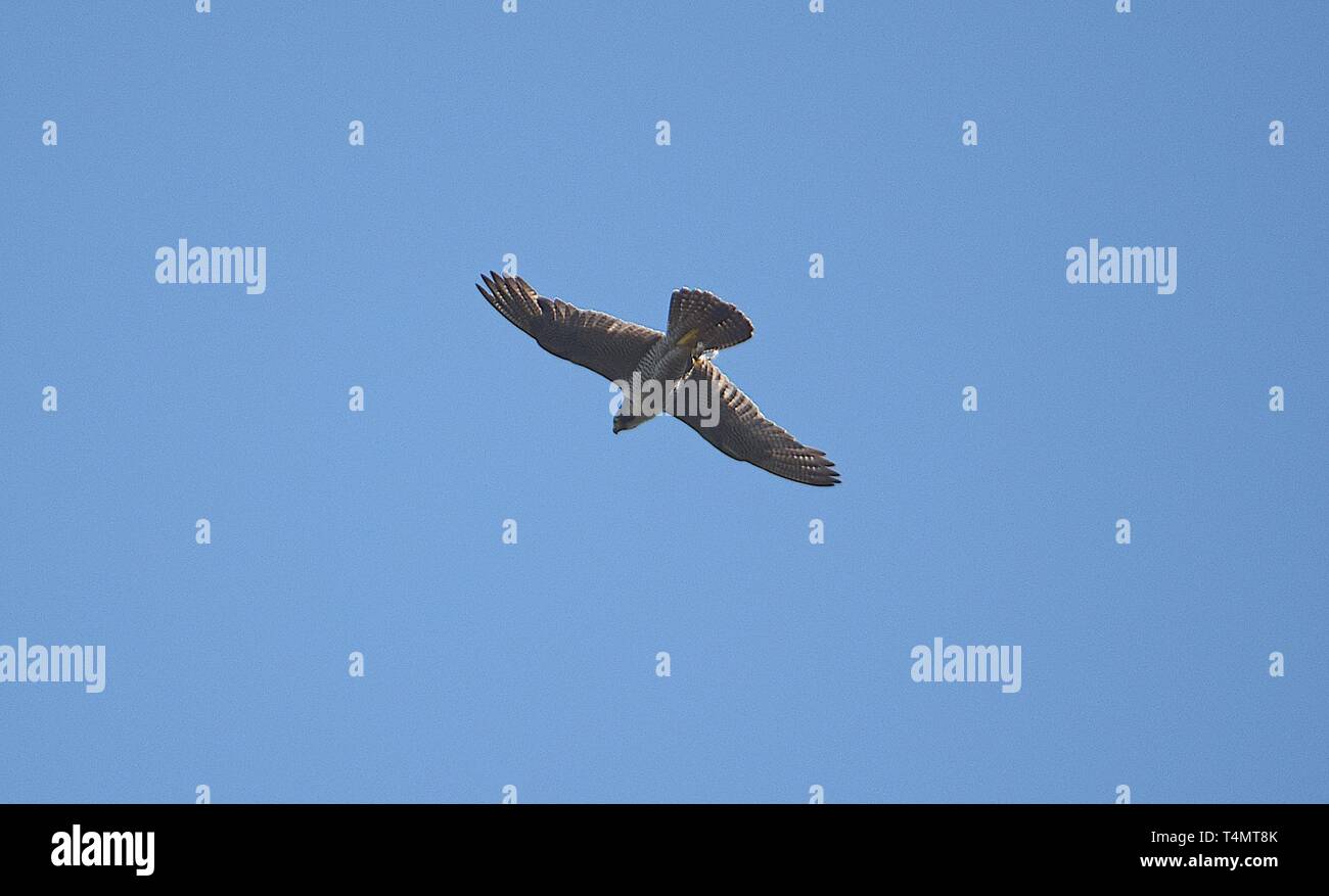 Wanderfalke im Flug 180716 Stockfoto