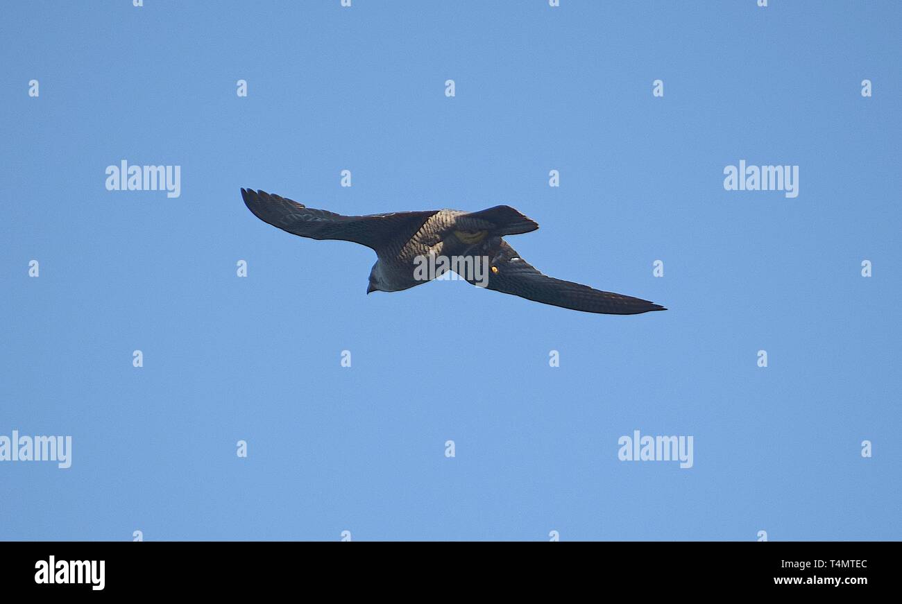 Wanderfalke im Flug 180716 Stockfoto