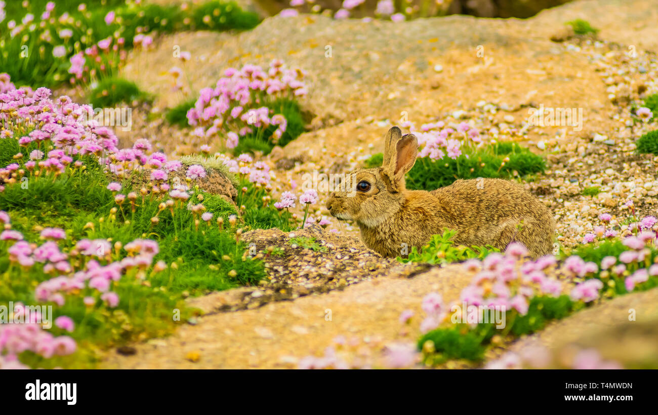 Kaninchen auf dem Hintergrund der wilden Natur Stockfoto