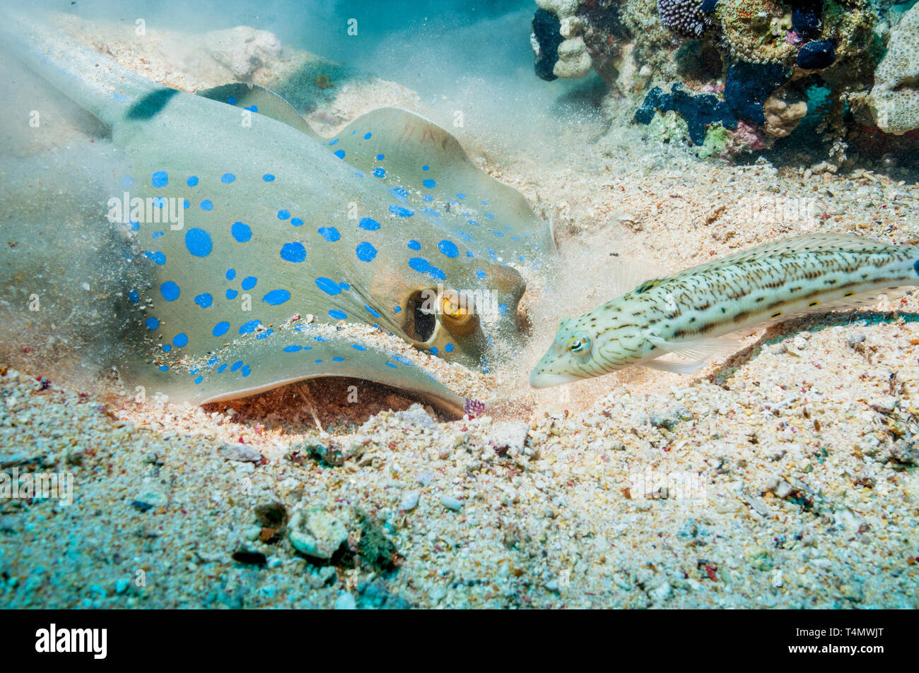 Blaupunktrochen (Taeniura lymna ribbontail Ray) Graben in den sandigen Boden für Muscheln oder Würmer, beobachtet von einem (Parapercis hexophtalma Speckled sandperch Stockfoto