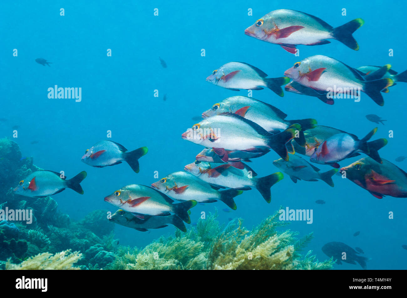 Buckel Humpback Snapper oder Paddletail Snapper [Lutjanus gibbus. Bali, Indonesien. Indo-West Pazifik. Stockfoto