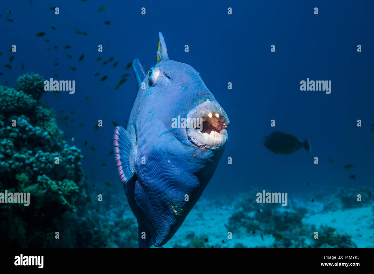 Blau oder gewellter Drückerfisch [Pseudobalisted fuscus]. Ägypten, Rotes Meer. Indo-West Pazifik. Stockfoto