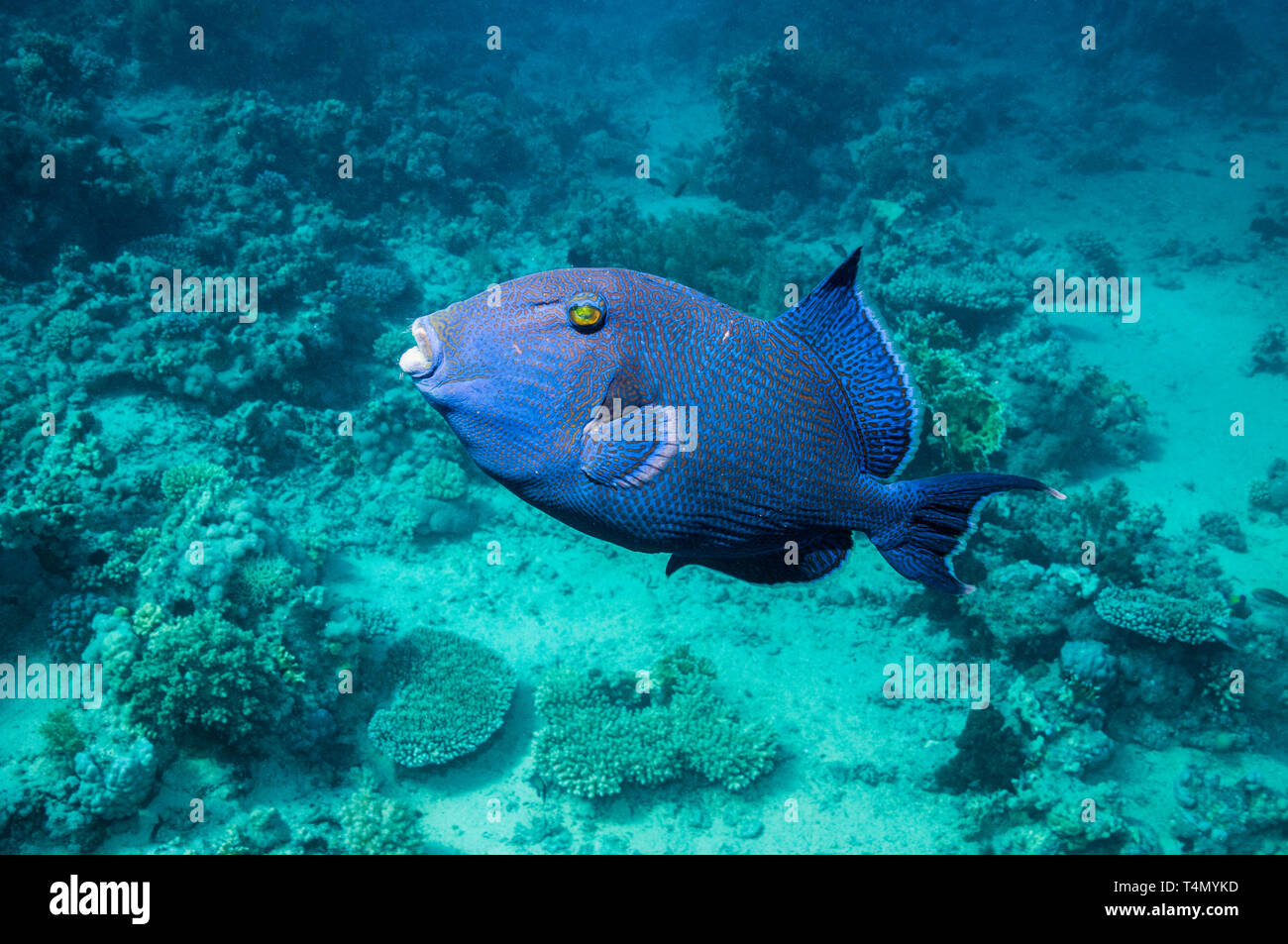 Blau oder gewellter Drückerfisch [Pseudobalisted fuscus]. Ägypten, Rotes Meer. Indo-West Pazifik. Stockfoto