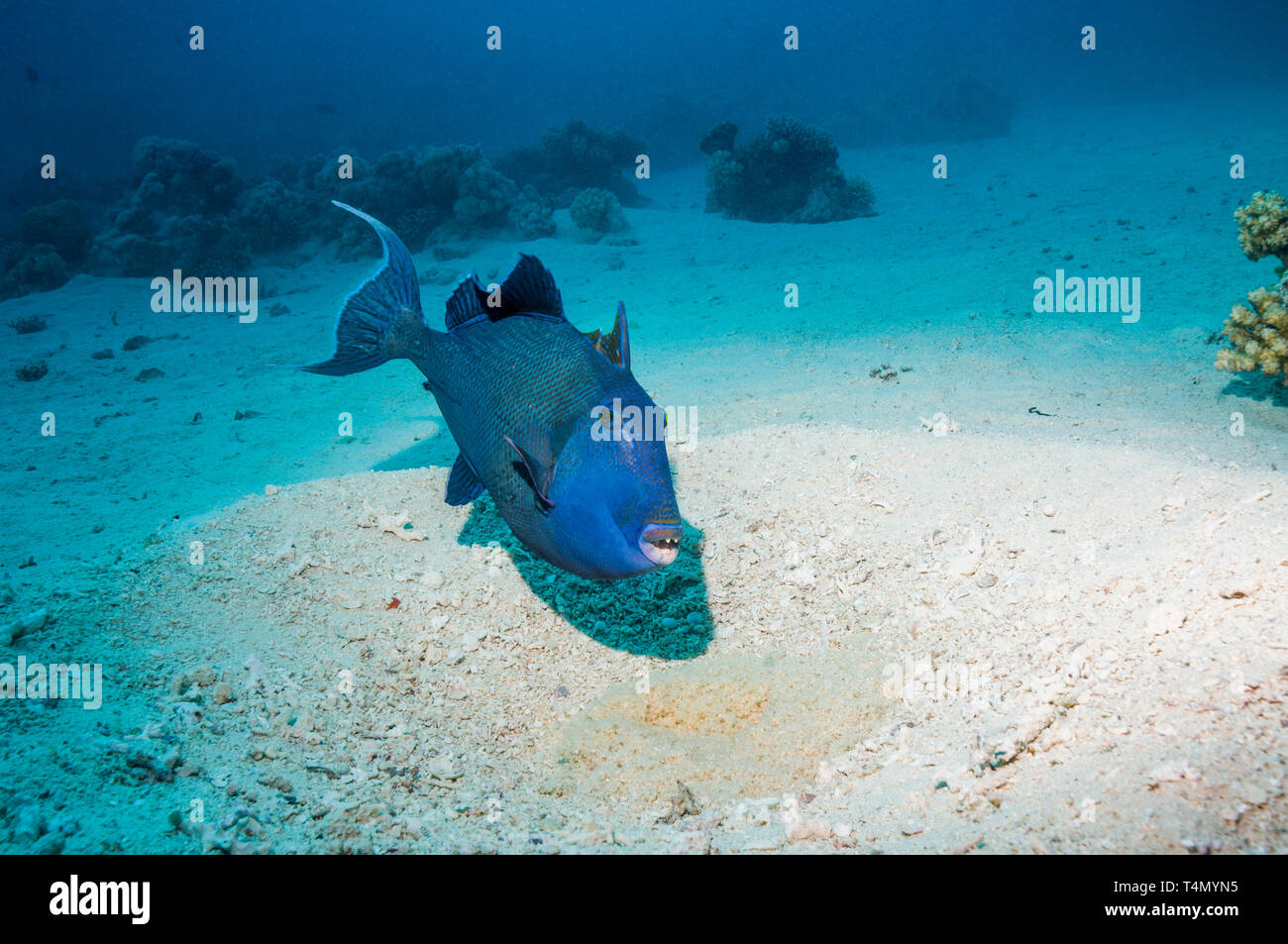 Blaue Drückerfisch [Pseudobalistes fuscus] belüften und bewacht die Eier in großen 'Nest'. Ägypten, Rotes Meer. Stockfoto