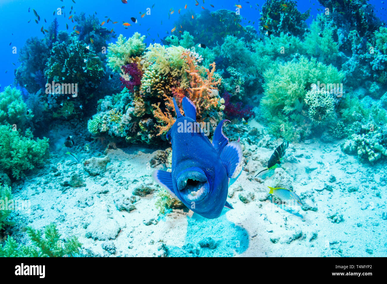 Blau oder gewellter Drückerfisch [Pseudobalisted fuscus]. Ägypten, Rotes Meer. Indo-West Pazifik. Stockfoto
