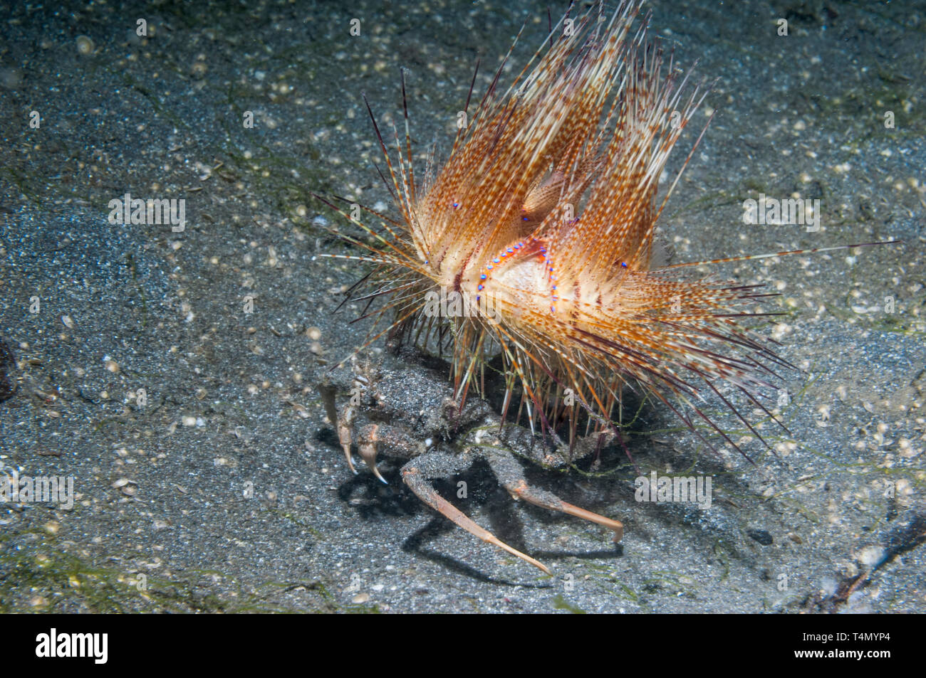 Seeigel Krabbe [Dorippe frascone] eine Fire urchin [Astropyge radiata] als Schutz von Raubtieren. Lembeh Strait, Nord Sulawesi, Indonesien. Stockfoto