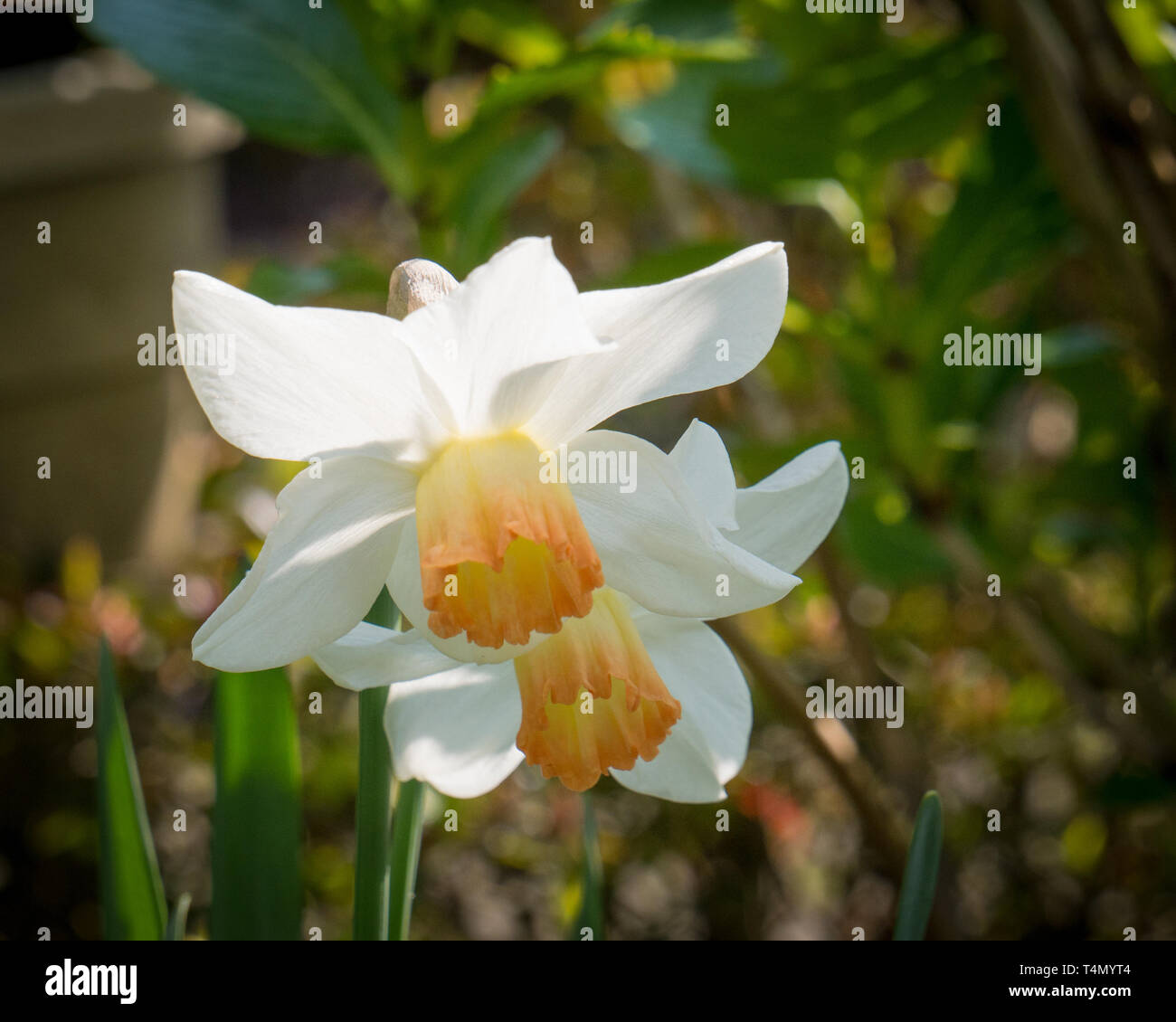 Weiß Daffodill mit kleinen orange Trompete Stockfoto