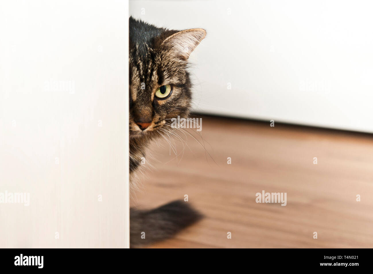 Neugierig Hauskatze spähen hinter einer Tür Stockfoto