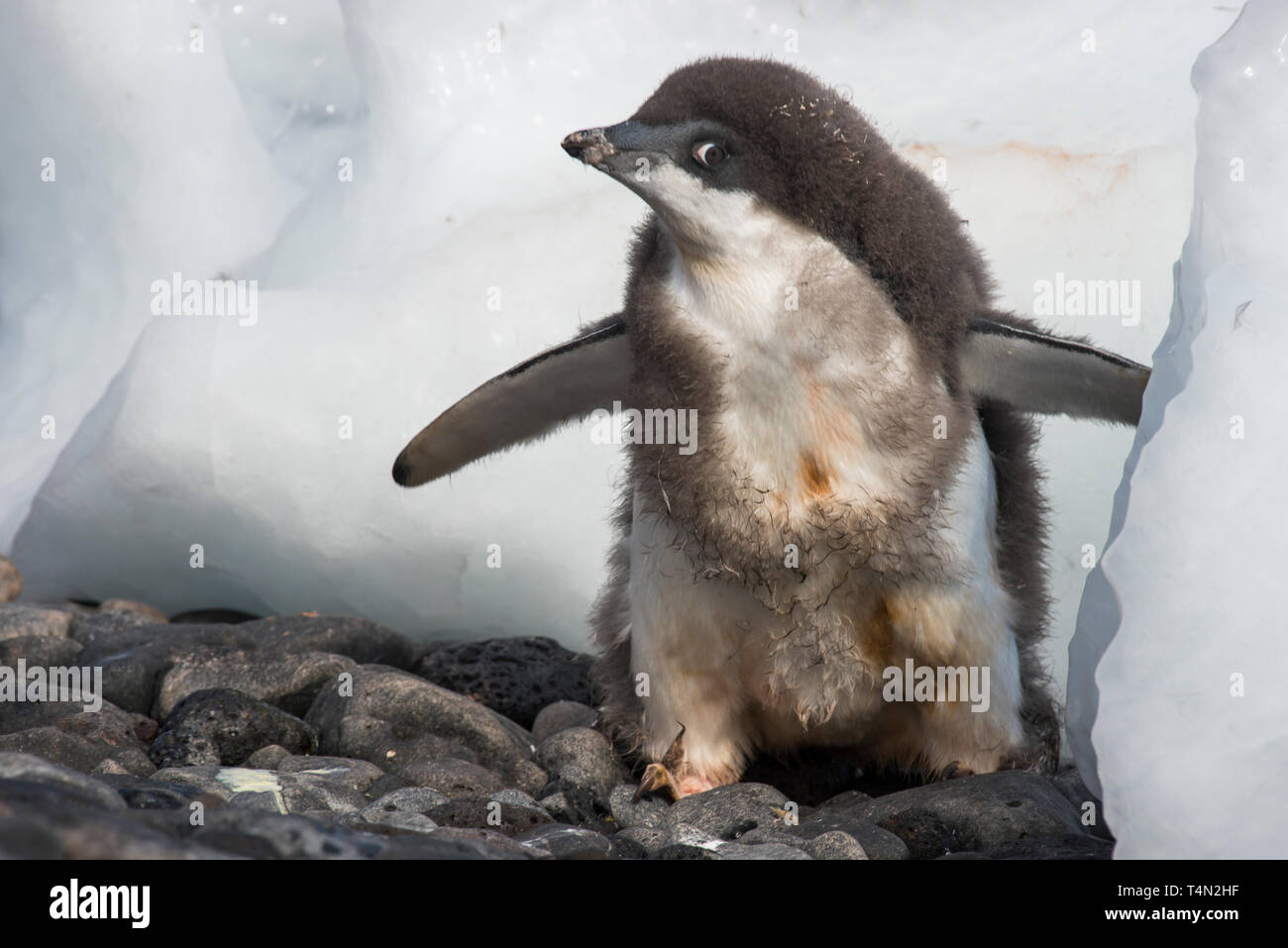 Adelie Penguin Küken am Strand in der Antarktis Stockfoto