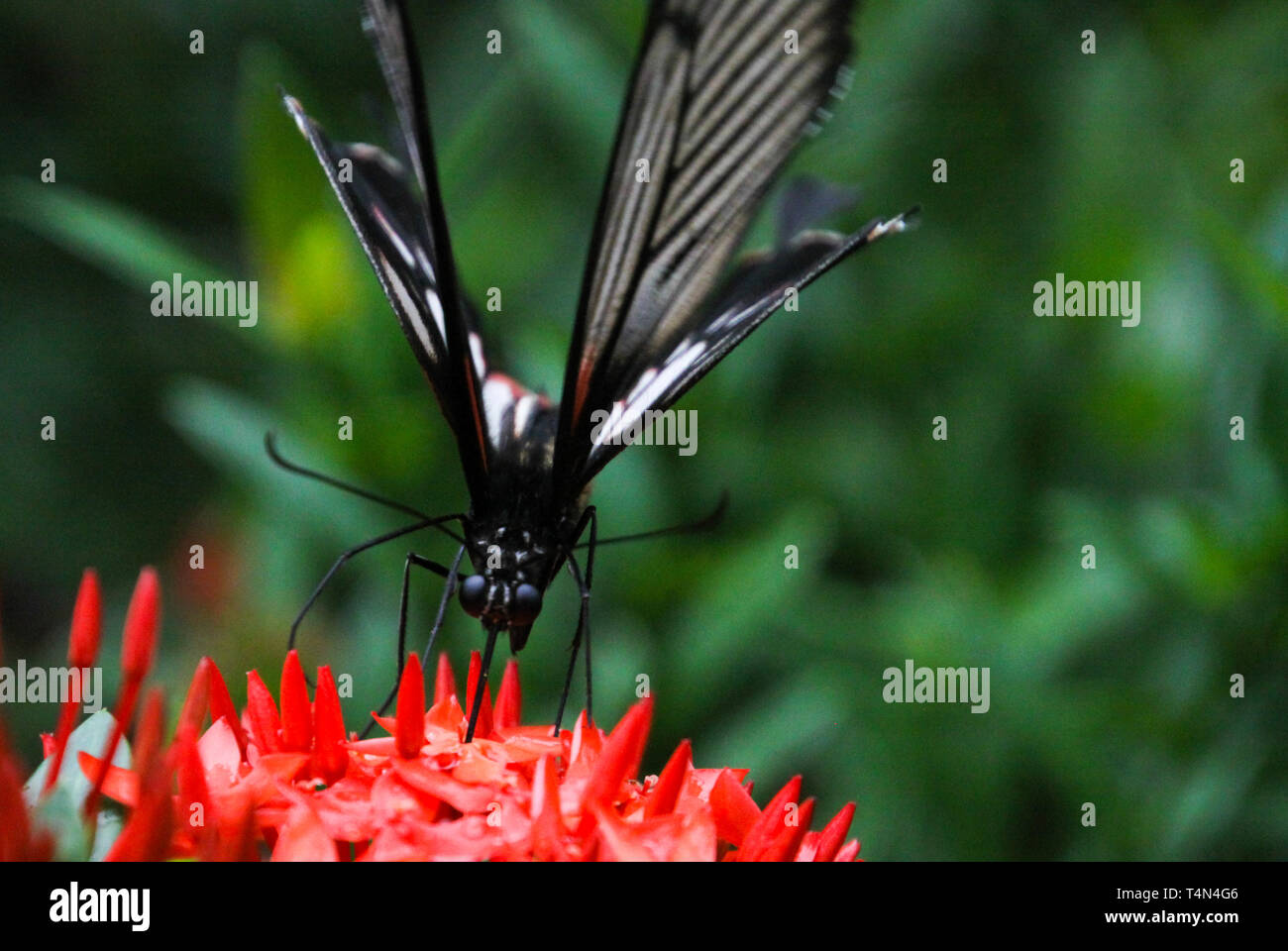 Schmetterling gemeinsame Rose (Papilio aristalochiae) fliegen um Dschungel Flamme bush (ixora Javanica) auf der tropischen Insel Ko Lanta Stockfoto