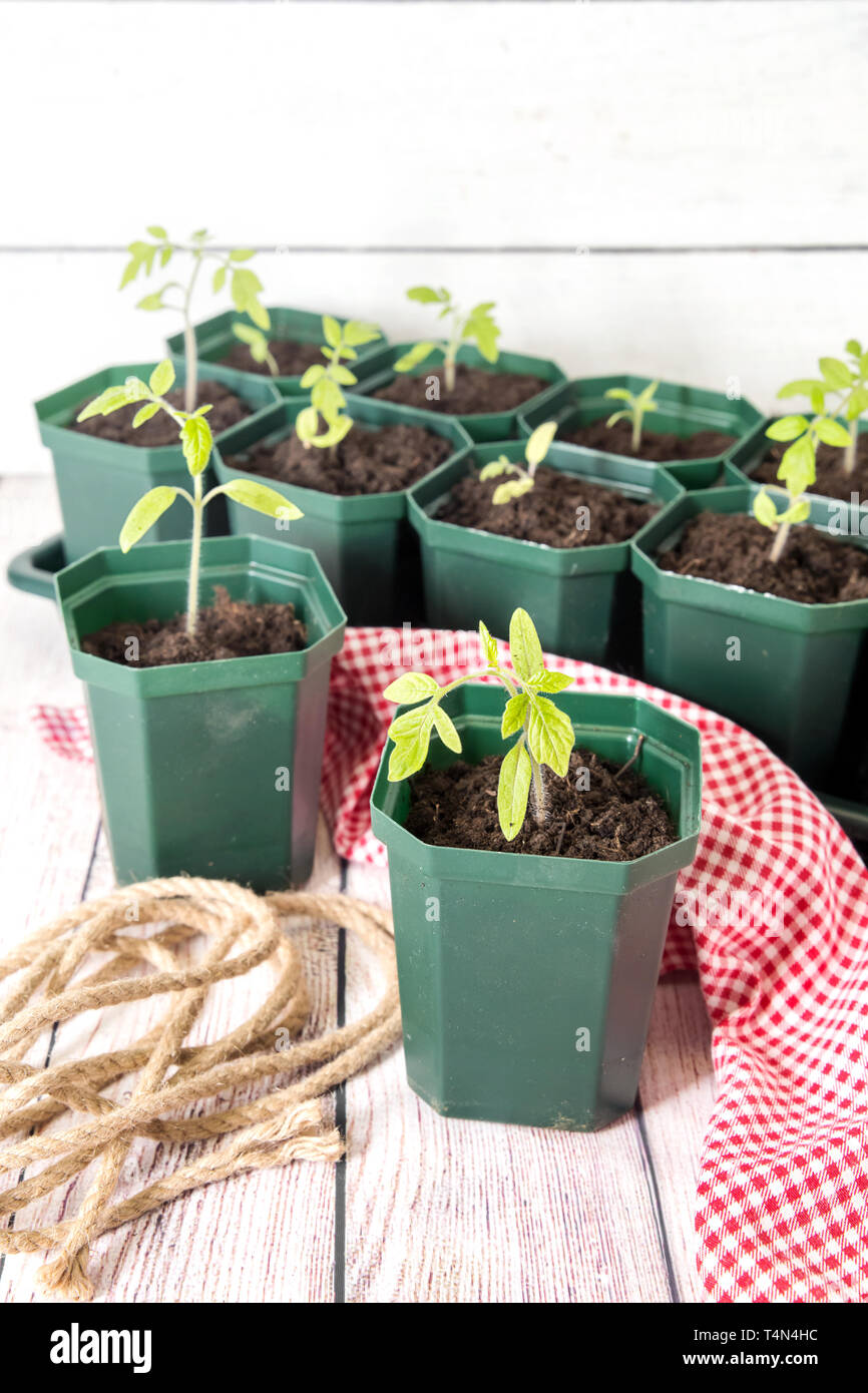 Tomaten Keimlinge in grün Kunststoff Töpfe. Wachsende Tomaten Stockfoto