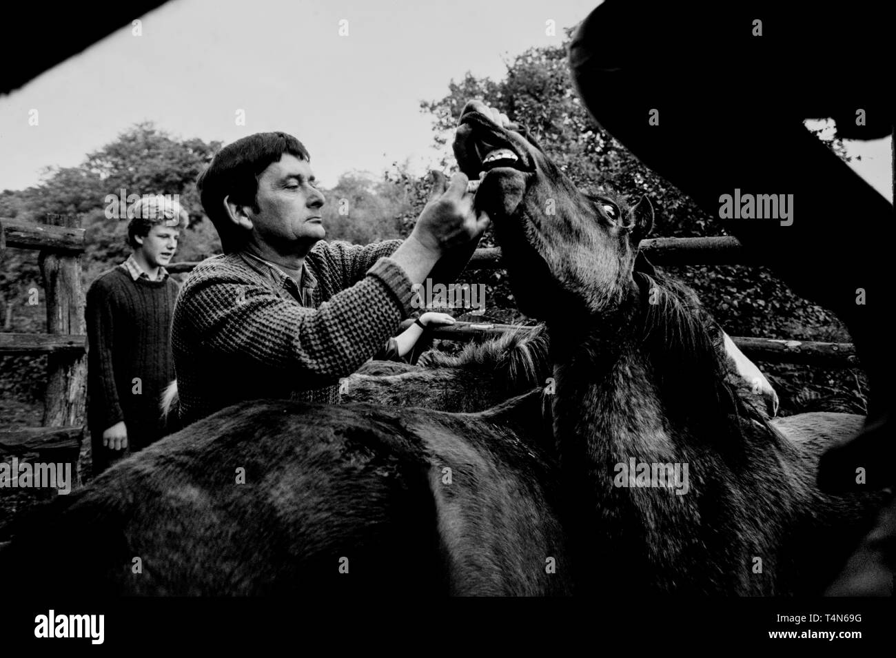 New Forest Pony Round up 1986 Fotos zeigen die jährlichen Runden oder Treiben des New Forest Ponys im New Forest in Hampshire England im Jahr 1986. Stockfoto